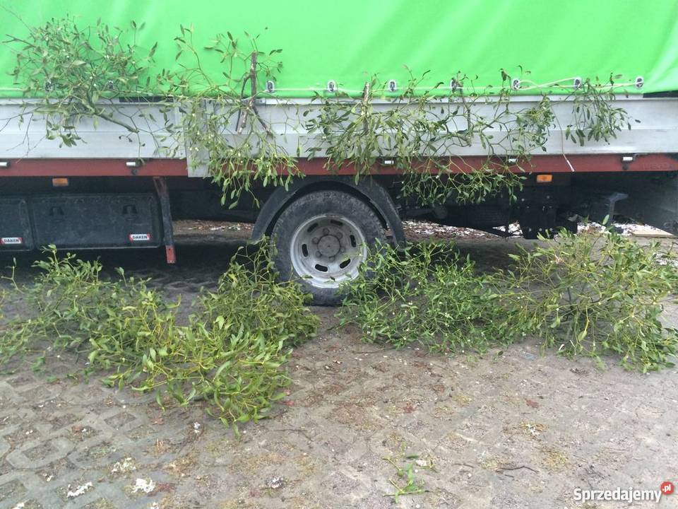 Jemioła hurt 1m3 80 Kule pęczki Transport Dużo odcienie zieleni Dekoracje i ozdoby Piotrków Trybunalski