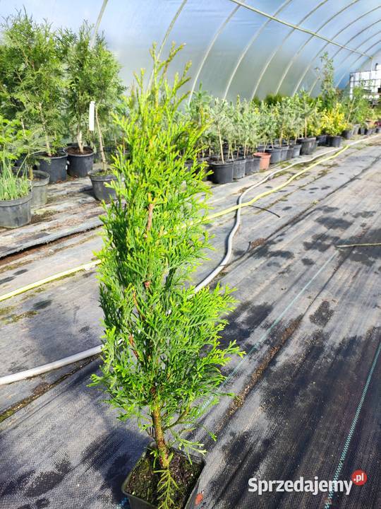 Tuja Szmaragd 50 Witkowo Drugie