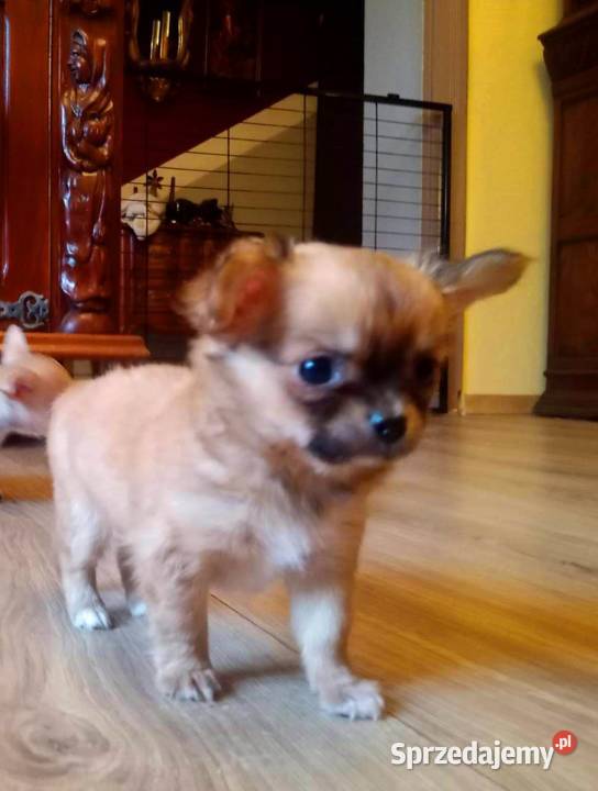Chihuahua piesek brązowy Jasienica Dolna