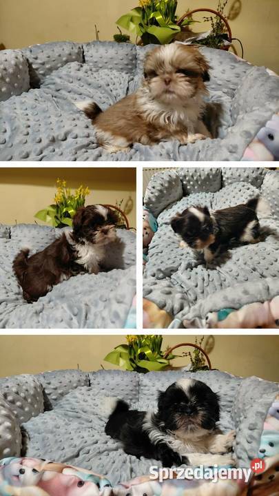 Tybetańskie rozrabiaki Drzewianowo