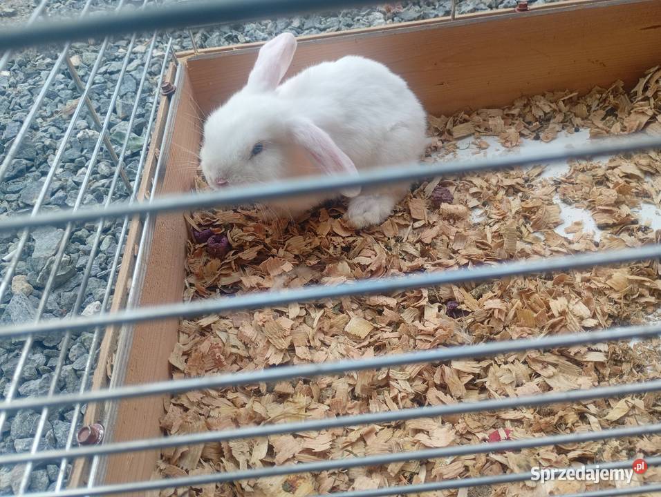 Króliki miniaturki łódzkie Wrzesiny