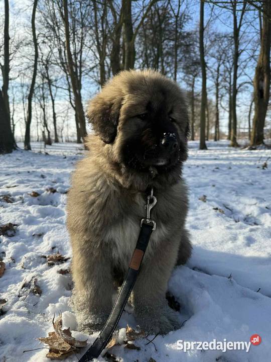 Sprzedam piękną suczkę owczarek zachodniopomorskie sprzedam