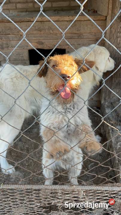 Oddam foxteriera Ludwin sprzedam