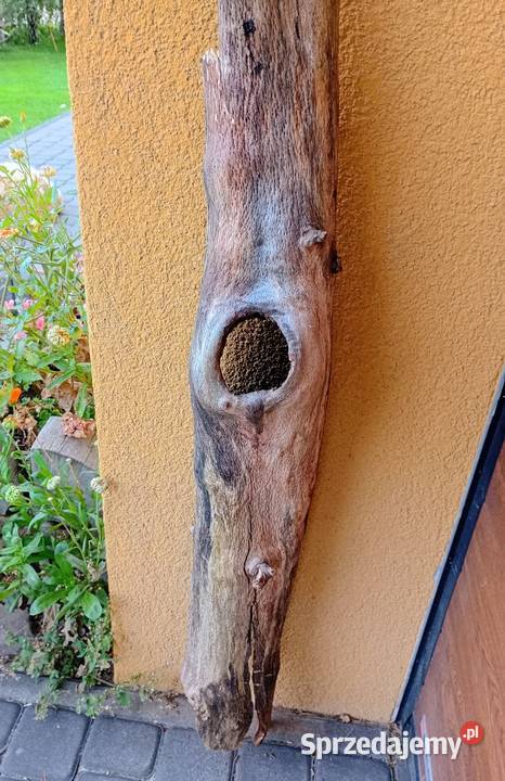 Naturalna kryjówka do terrarium dziupla Siekierki Małe