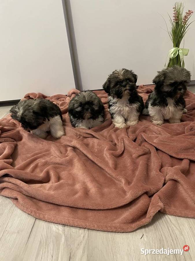 Śliczne szczeniaki Shih Tzu Granowo sprzedam