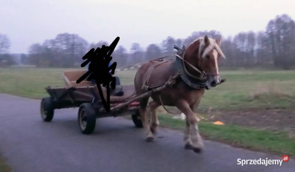 Klacz zimnokrwista Konie Siemień