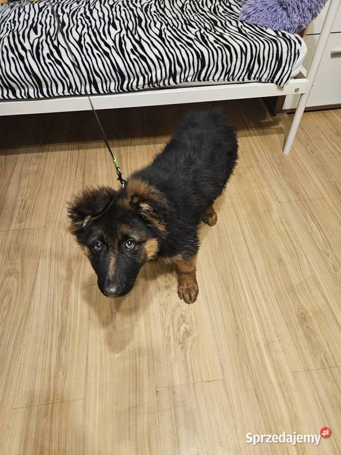 Owczarek niemiecki suczka mazowieckie Promna-Kolonia