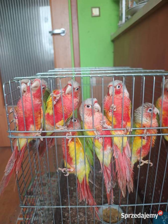 Ręcznie karmione rudosterki śląskie sprzedam