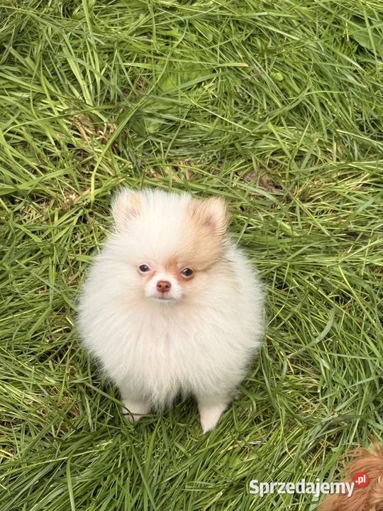 Szpic miniaturowy pomeranian