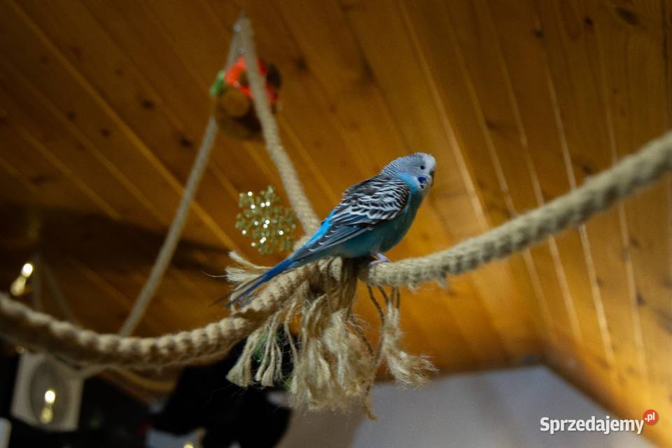 papugi faliste 3 parki Koszyce Wielkie sprzedam