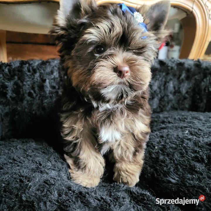 Yorkshire terrierYork Chocolate York Kobysewo sprzedam