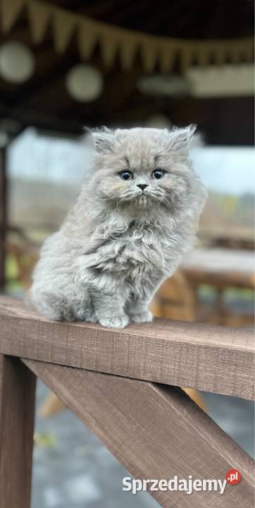 Kocur Brytyjski liliowy Rodowód WCF sprzedam