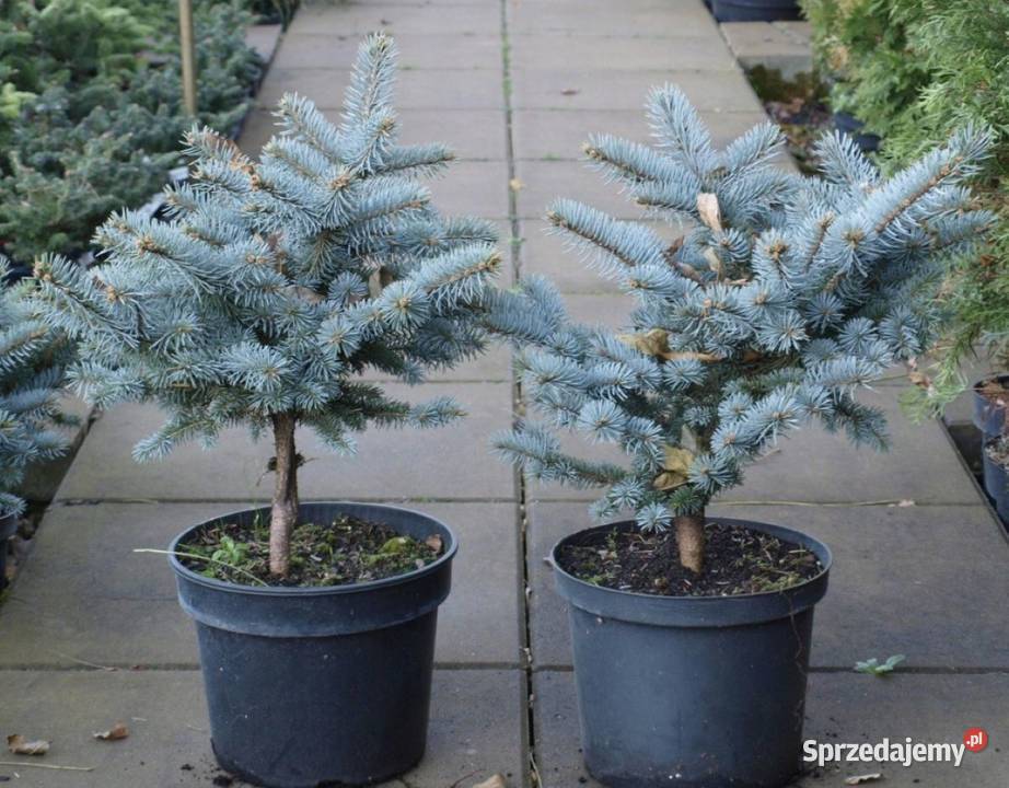 Świerk Gluuca Globosa na niskim pniu Osiny 49a Iglaste Kępno