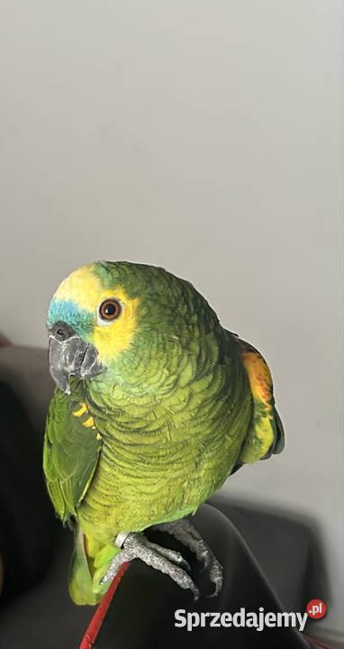 Amazonka niebiheskoczelna pomorskie Grabowo Kościerskie