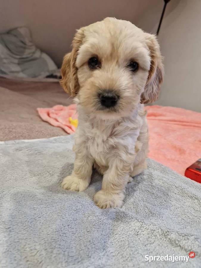Cockapoo szczeniaki cockapoo Sandomierz sprzedam