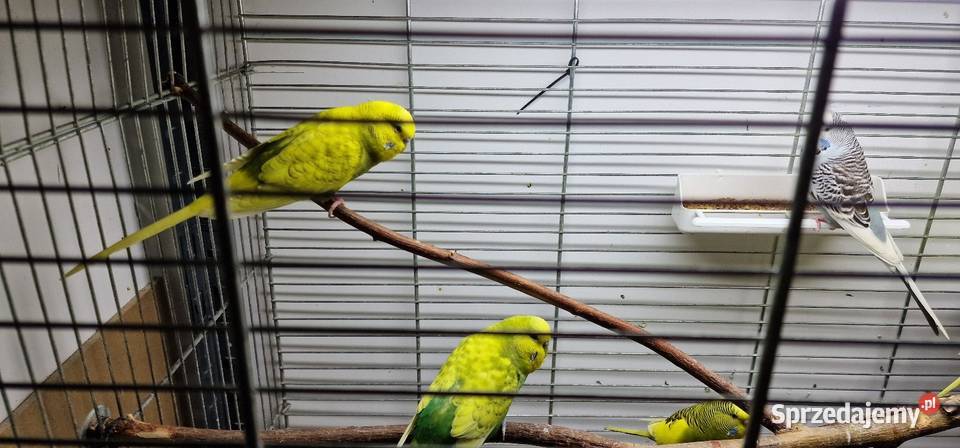 Sprzedam papugi faliste młode z tego roku