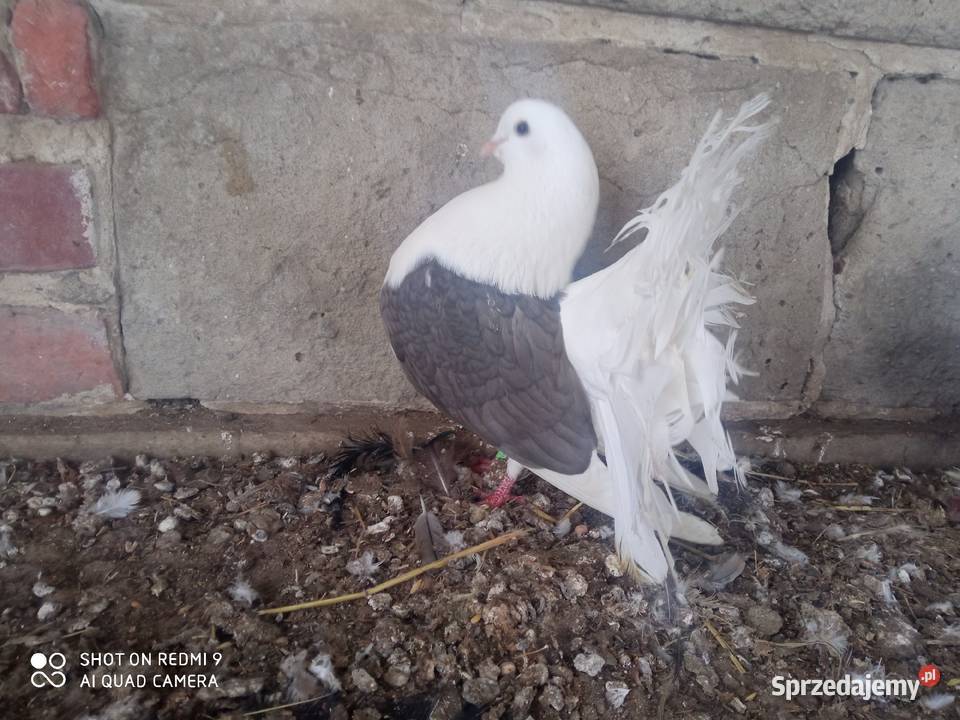 Pawiki gołębie białe siwe czarne boki siwe boki