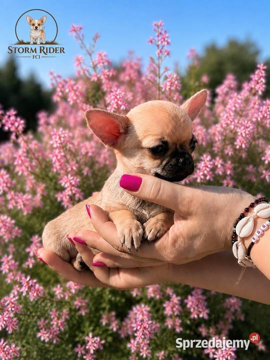 Chihuahua szczenięta FCI Bełchatów sprzedam