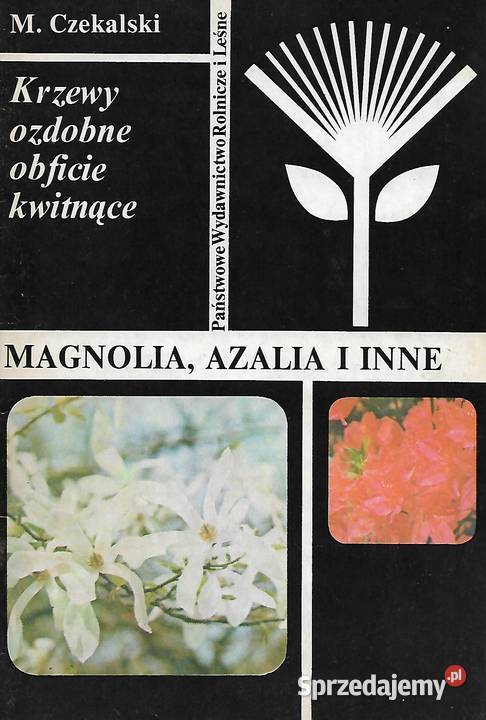 Magnolia azalia i inne M Czekalski dom i ogród Puławy