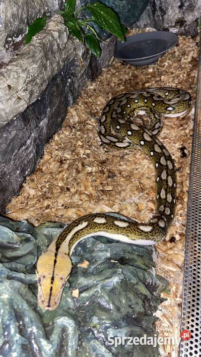 Pyton siatkowy sprzedam