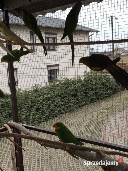 Barabanda barabandy Grodzisk Wielkopolski