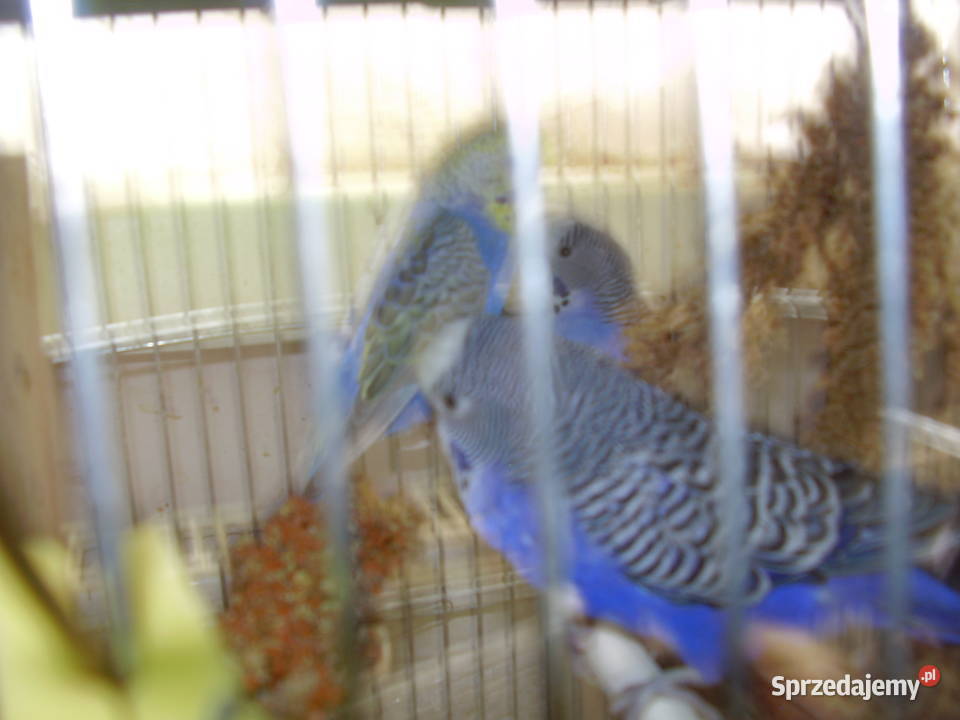 Papugi faliste fioletowe sprzedam małopolskie Kraków