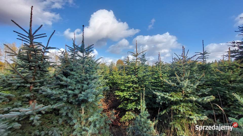 świerk srebrny 15 25m Plantacja mazowieckie Osuchów