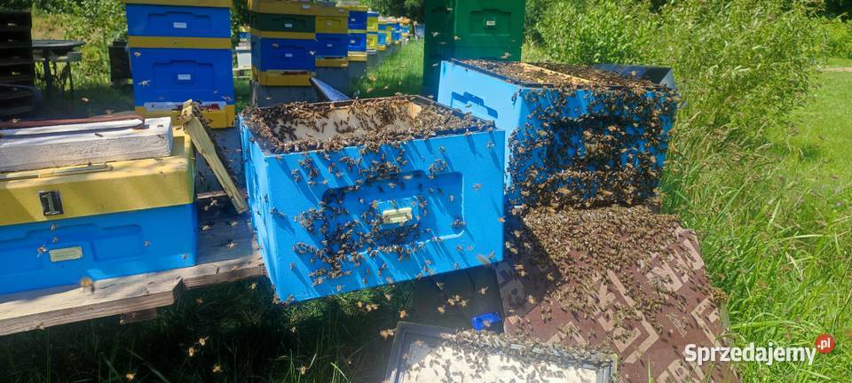 ODKŁADY PSZCZELE Pszczoły ROJE Na Ramce małopolskie