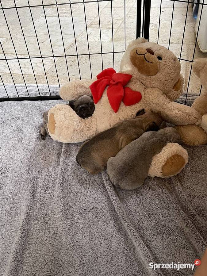 SREBRNE SZARE szczeniaki Buldog Francuski Słupsk sprzedam