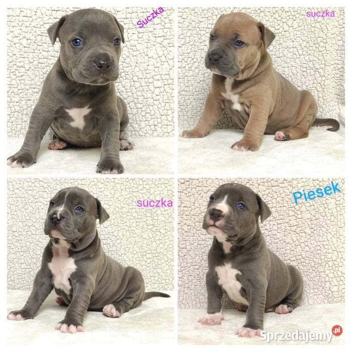 American staffordshire terrier opolskie