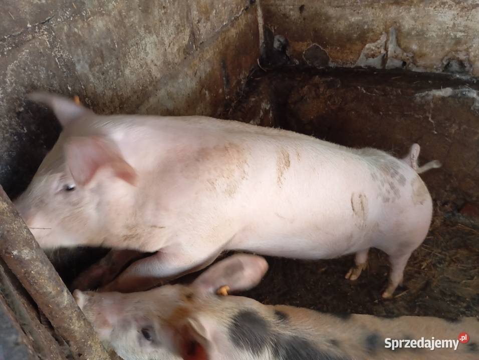 Sprzedam świnki Smyków