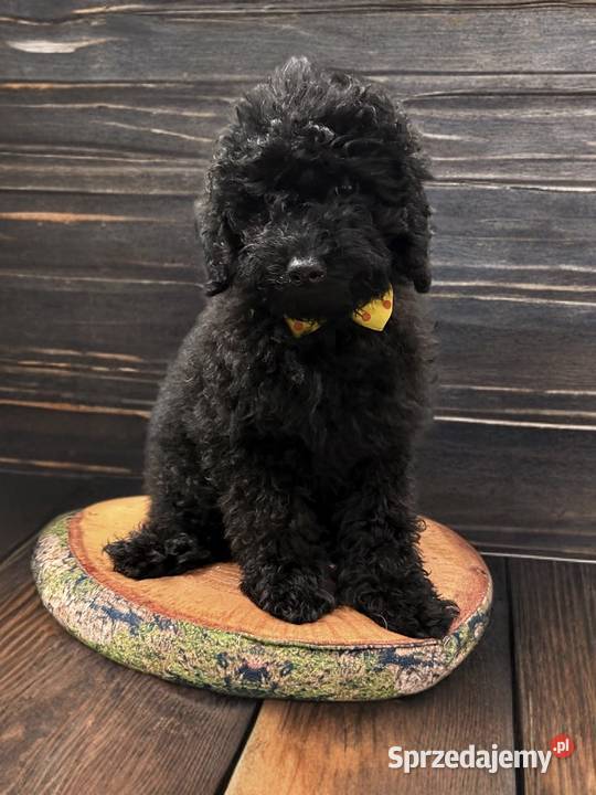 BENEK Pudel Miniaturowy Limanowa