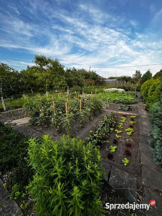 DZIAŁKA ROD STOKROTKASprzedam Opole