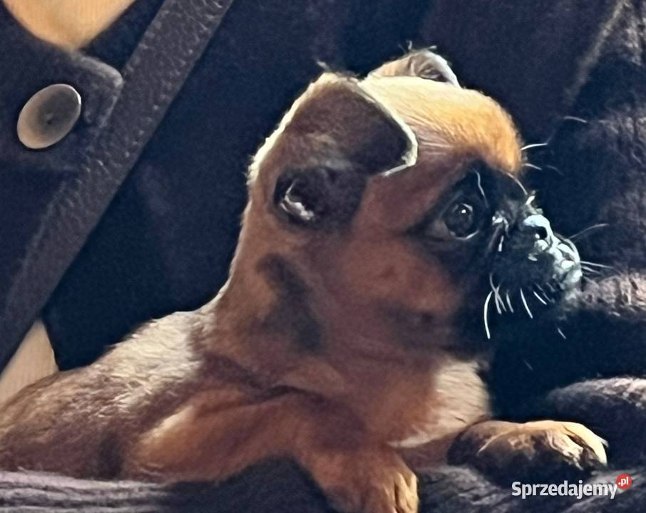 Gryfonik brabancki piesek championach rodowód Psy Wilkowice