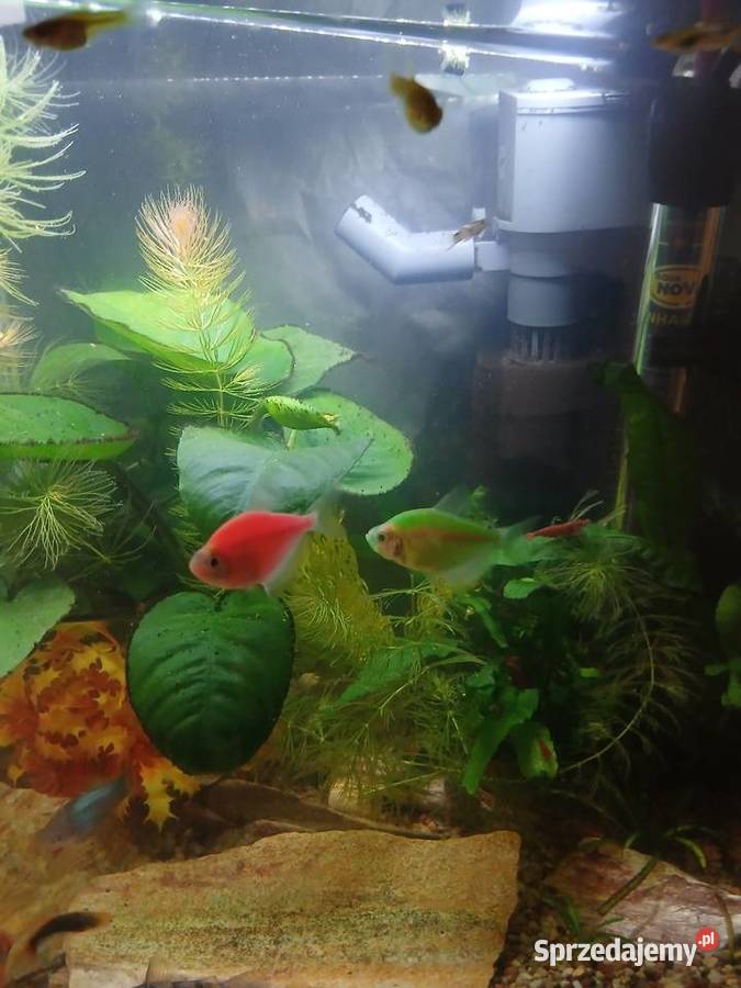 Rybki tetra fluo sprzedam