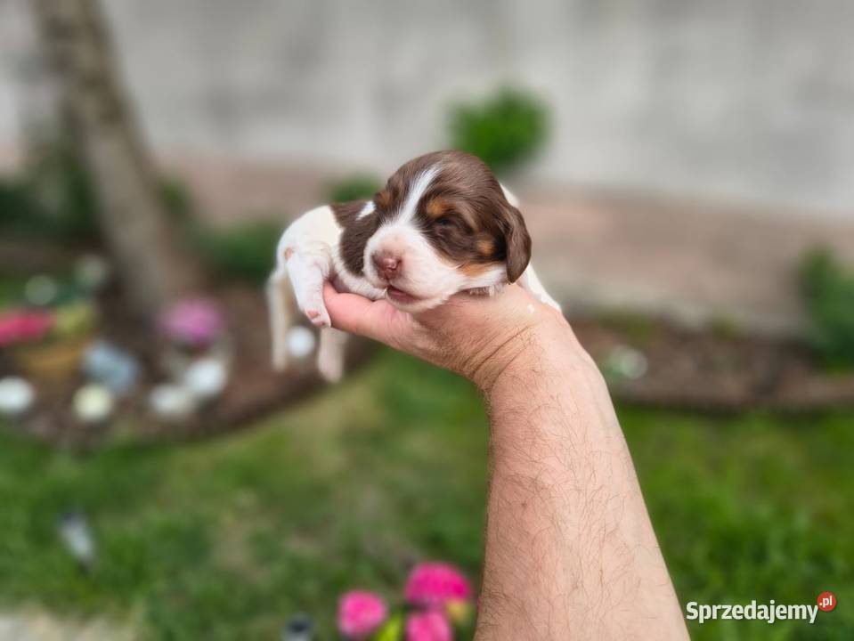 Jamnik długowłosy Piebald Choco Czekoladowy Żychlin