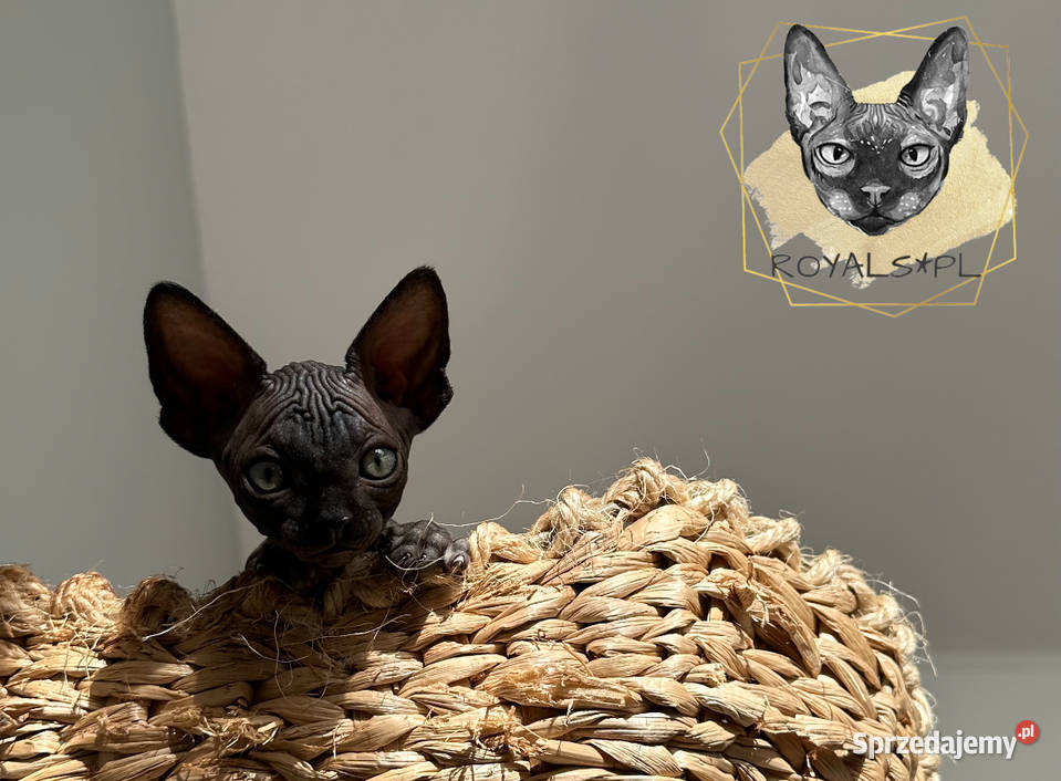 Czarny kocurek sfinks kanadyjski kocięta CEZAR śląskie Częstochowa