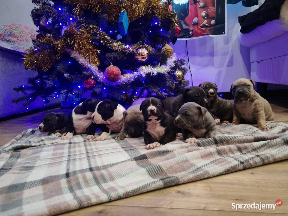 Amstaff suczki i pieski Wólka-Przekory sprzedam