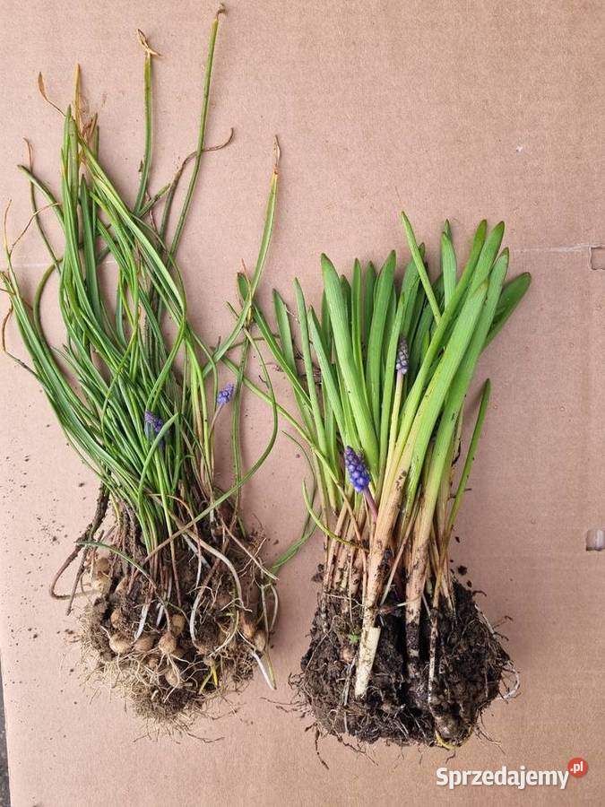 Szafirek szerokolistny sadzonki Lublin