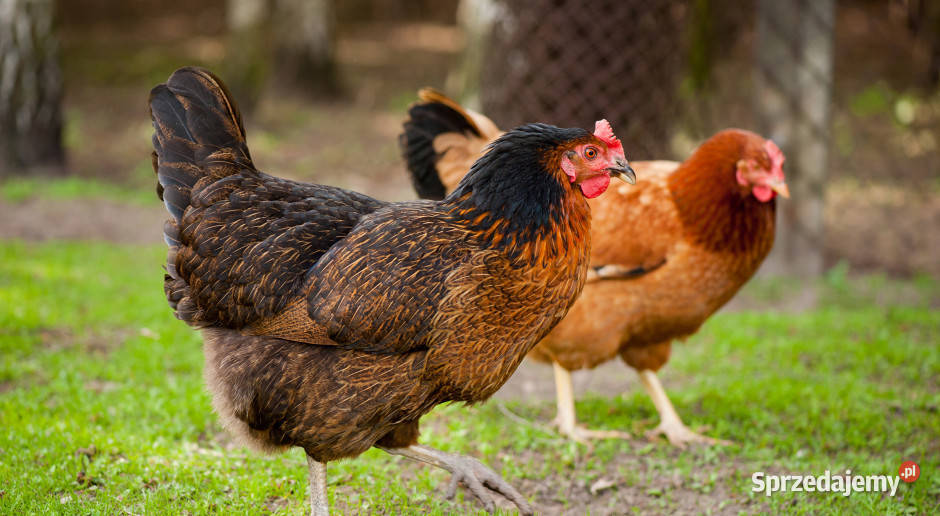 Kury nioski kokoszki FERMA Machowa 180 kaczki podkarpackie Jasło