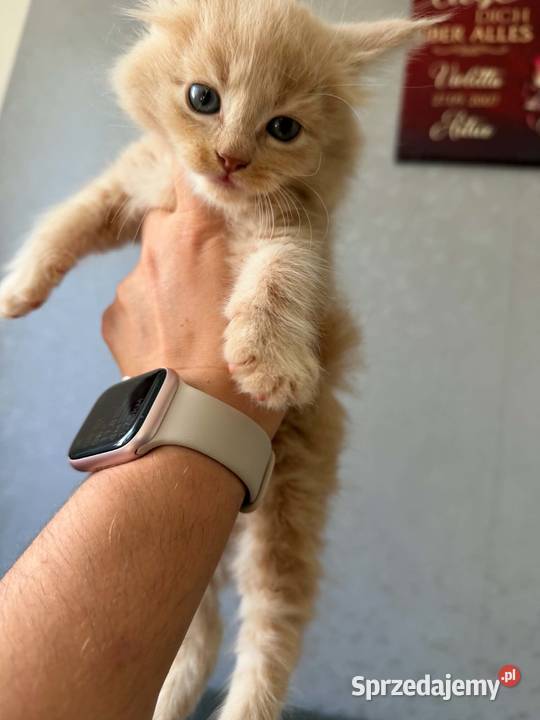 Maine Coon kocięta Starogard Gdański