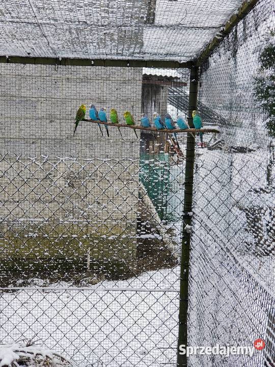 Papuga falista Ptaki