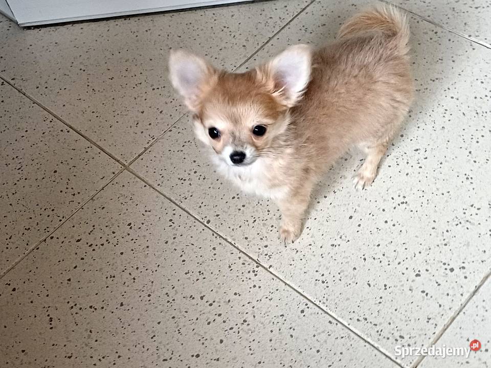 Chihuahua Beżowa Mini Mini Krótkowłosa Sunia Zgierz