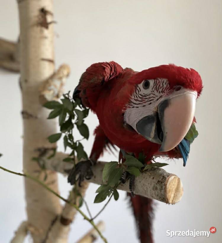 Ara Chloroptera samiec małopolskie Myślenice sprzedam