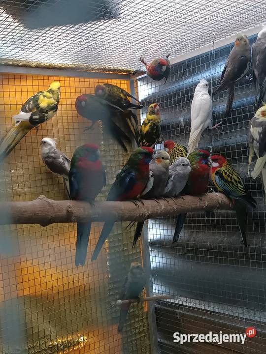 Papugi Orzesze sprzedam