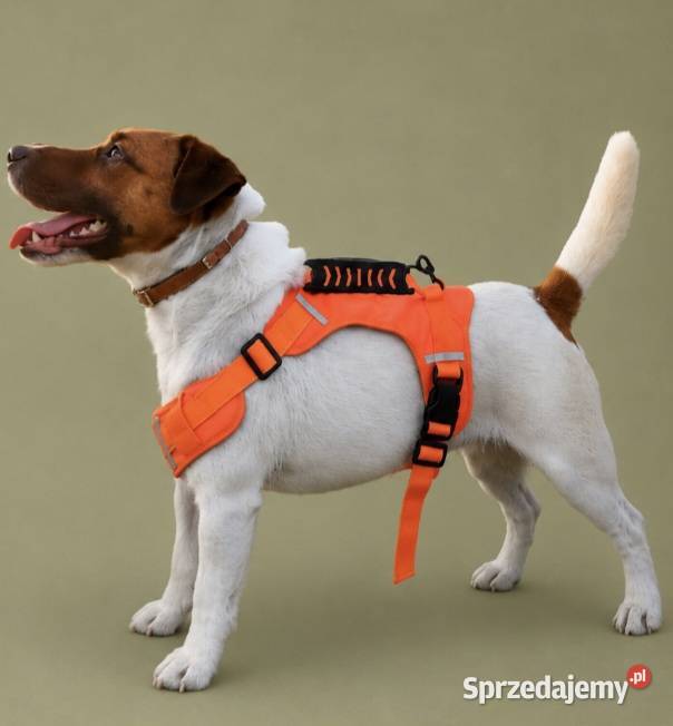 Szczenięta Jack Russell Terrier wielkopolskie Gostyń sprzedam