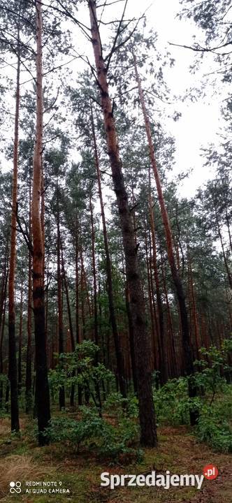 Dolina Liwca i Natura 2000 sasiedzku mazowieckie Łochów