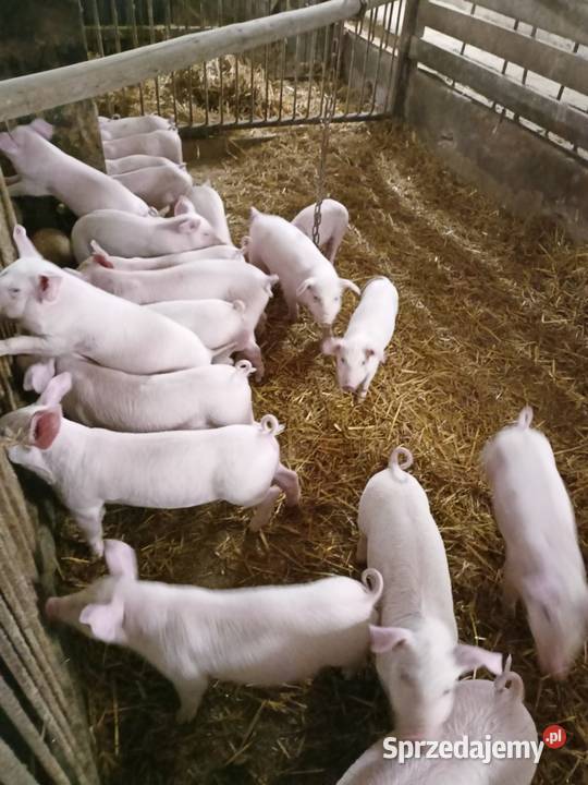 Prosięta sprzedam waga około 25 Wędzina