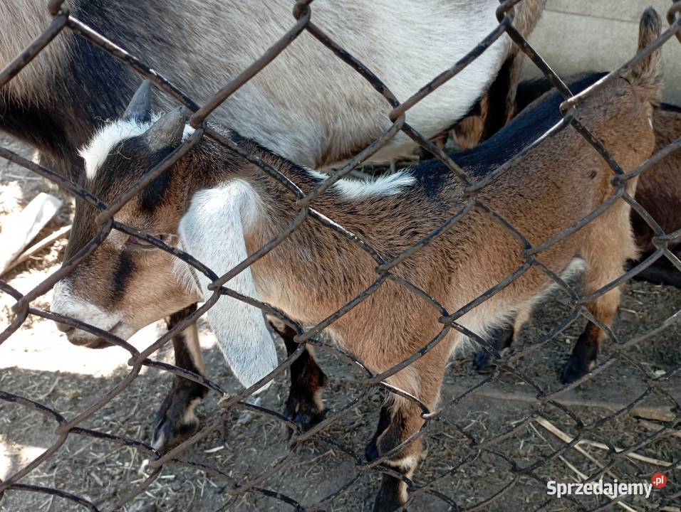Koziołek Anglonubijski 3 miesiące Pozostałe Tuszyn sprzedam