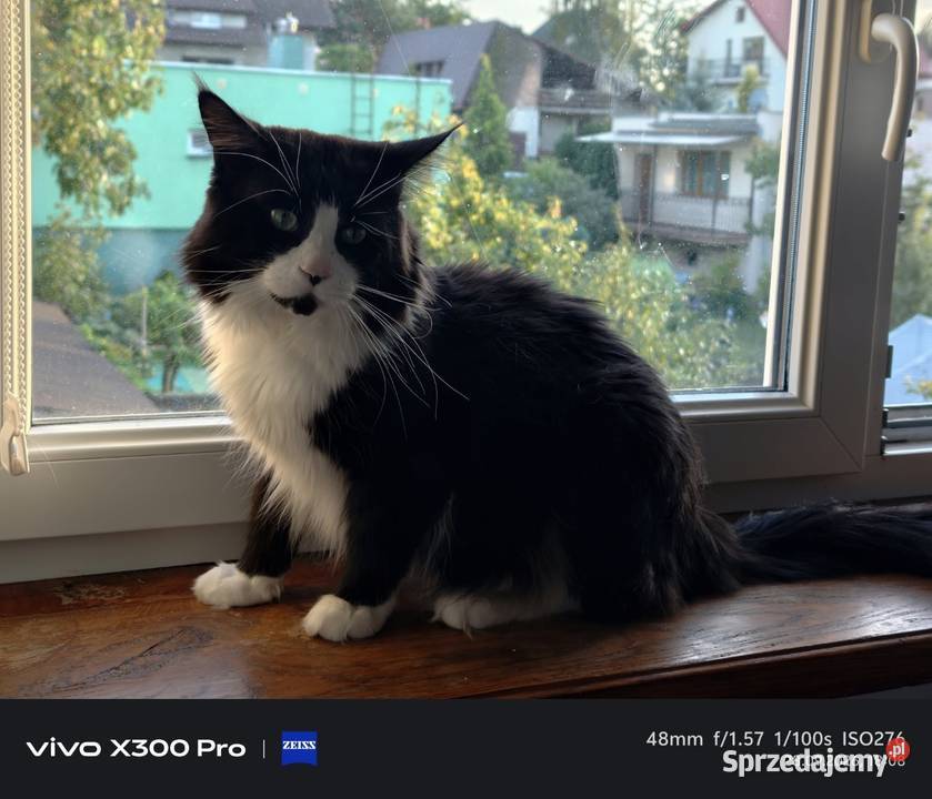 Maine COON rodowód FPL